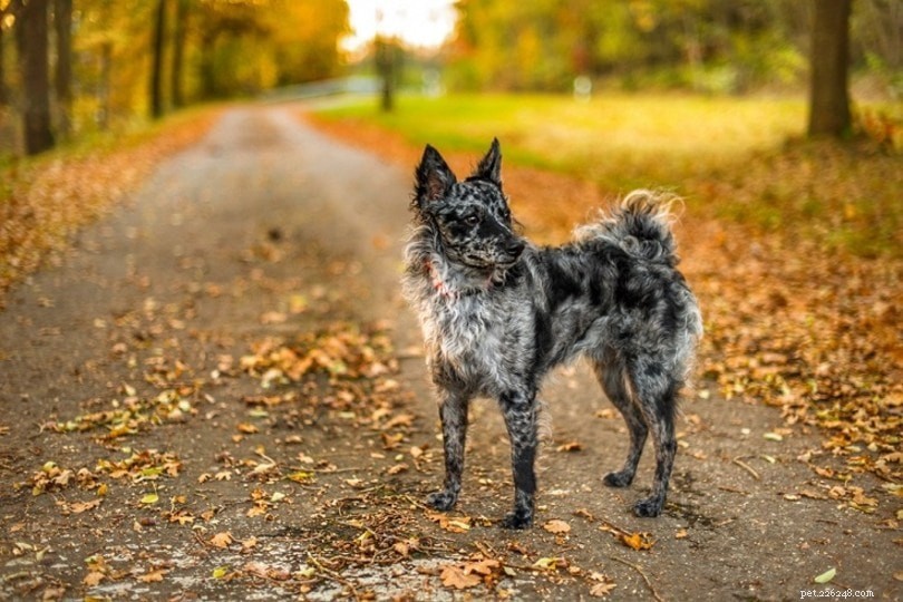 17 Stunning Merle Dog Breeds – Photos & Health Insights