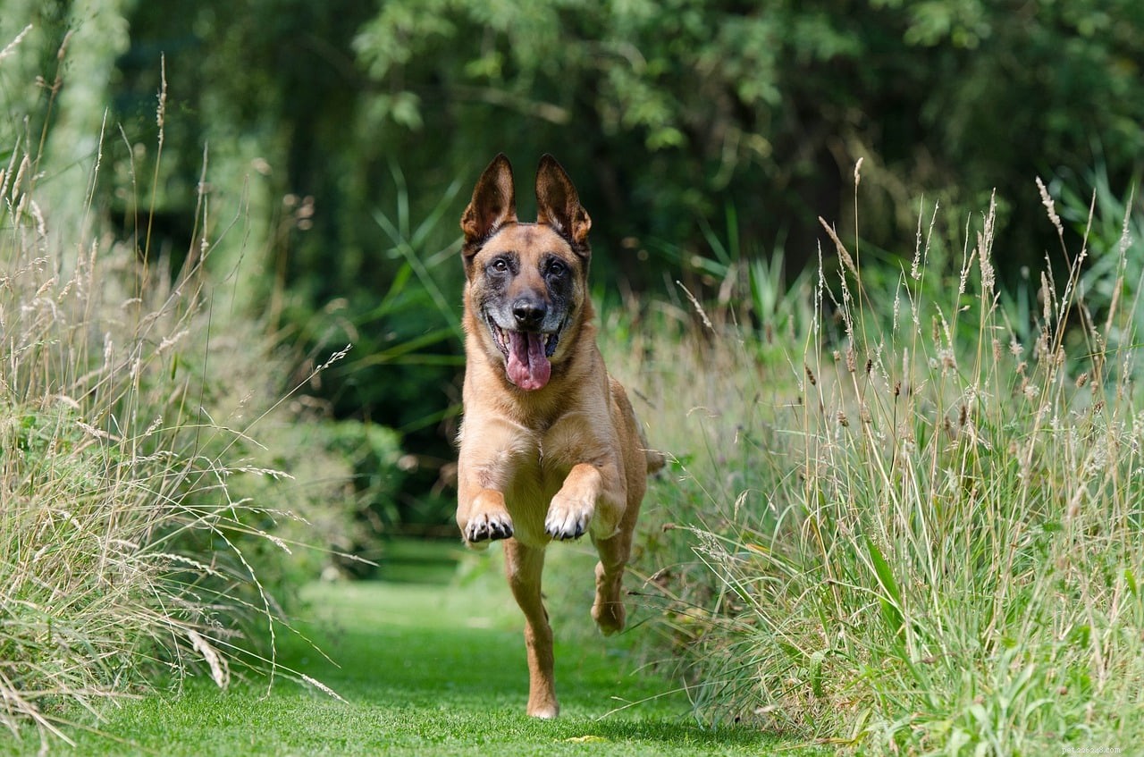 12 Proven Ways to Create a Safe, Dog-Friendly Garden