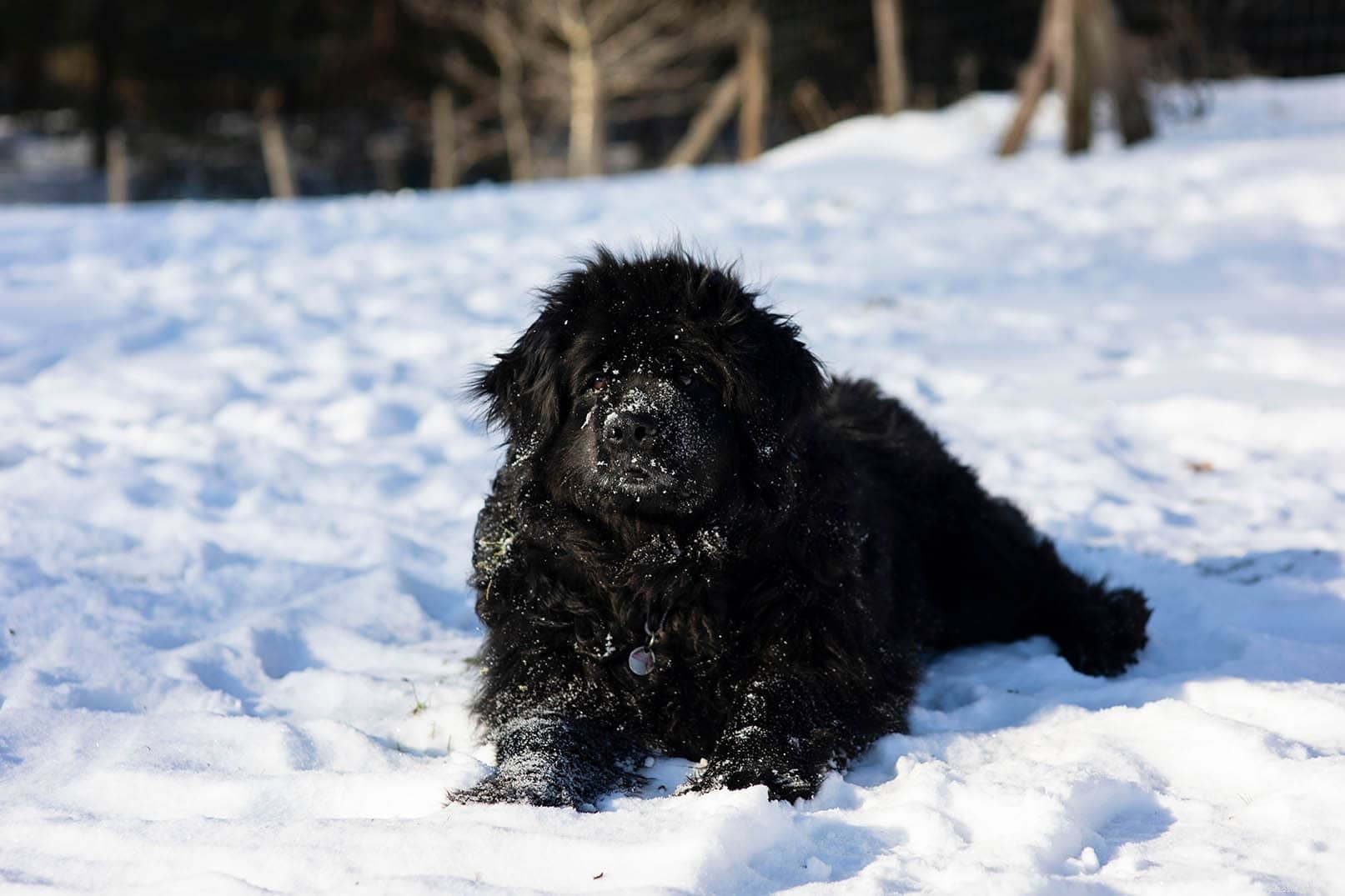 30 Forgotten Dog Breeds and Their Lost Legacies