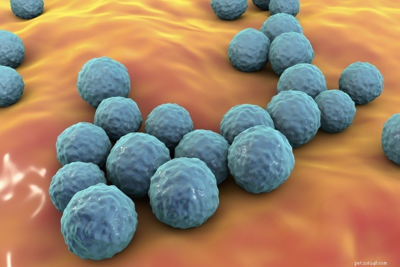 Enterococcus faecium in Dog Food: Benefits, Risks, and How to Protect Your Pet