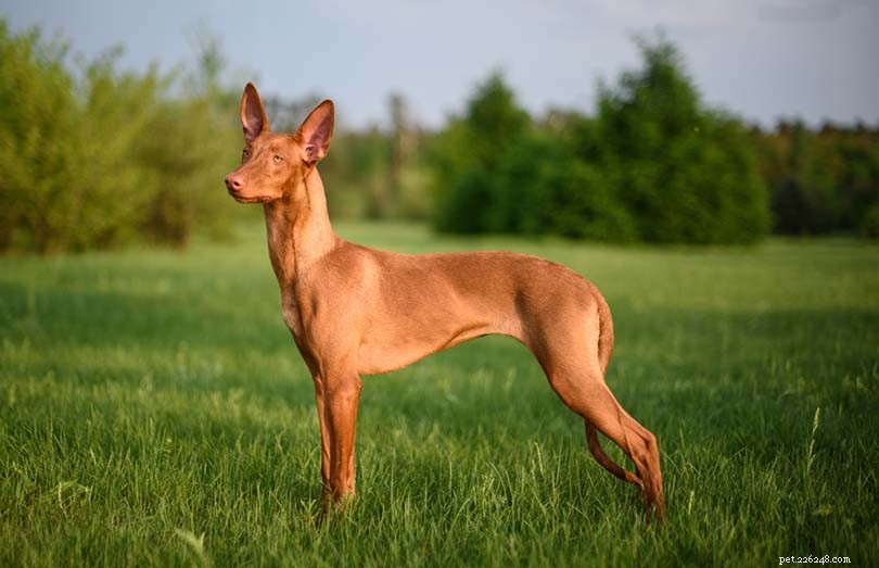 2022 s Most Expensive Dog Breeds – Prices, Traits & Stunning Photos