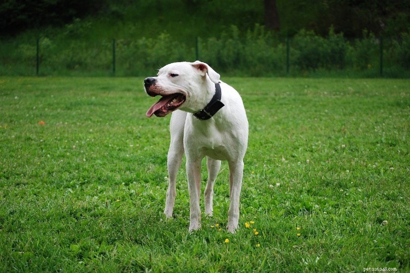 2022 s Most Expensive Dog Breeds – Prices, Traits & Stunning Photos