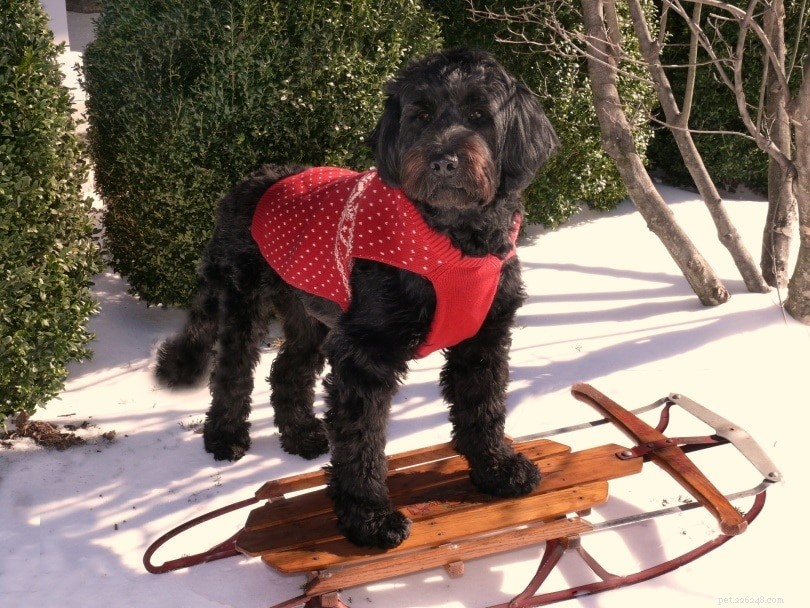 2022 s Most Expensive Dog Breeds – Prices, Traits & Stunning Photos