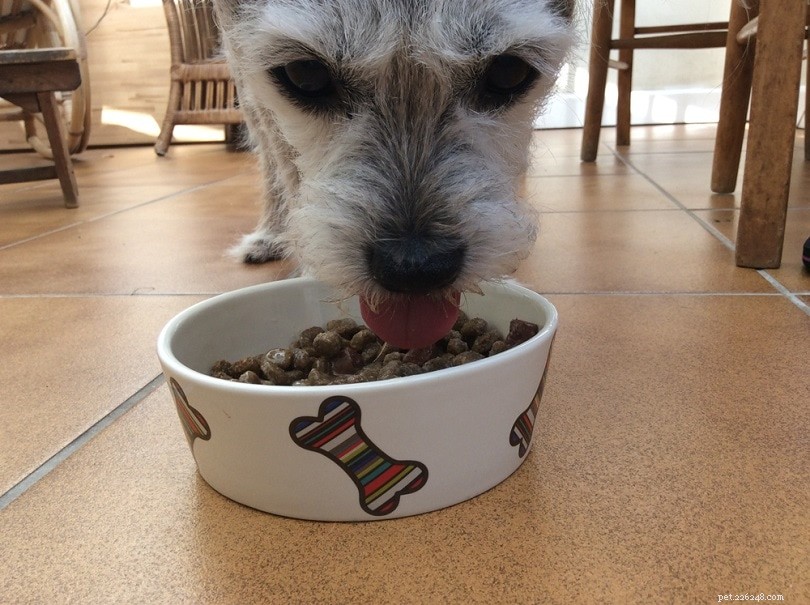 Optimal Protein Intake for Senior Dogs: A Breed-Specific Guide