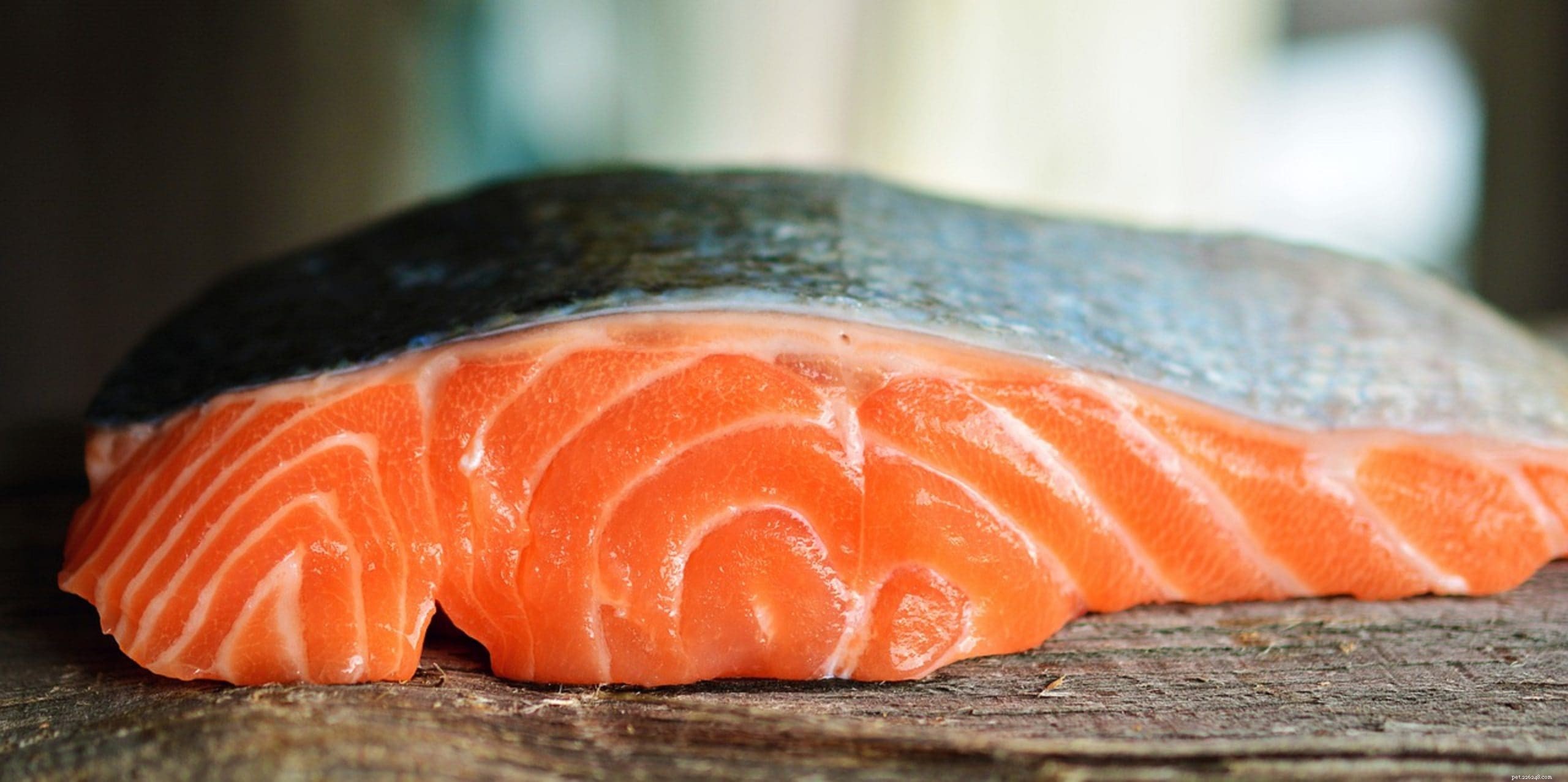 Top 10 Reliable Fat Sources for Optimal Canine Health