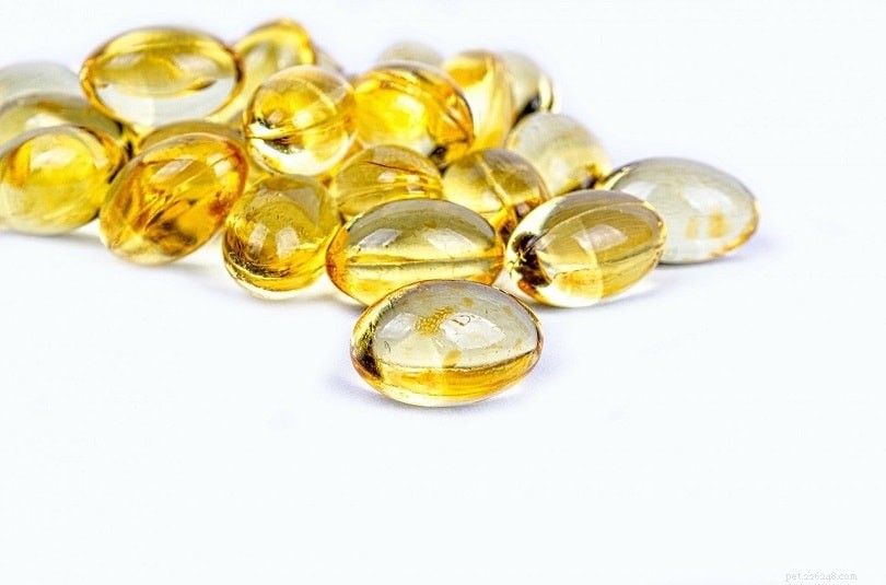 Top 10 Reliable Fat Sources for Optimal Canine Health