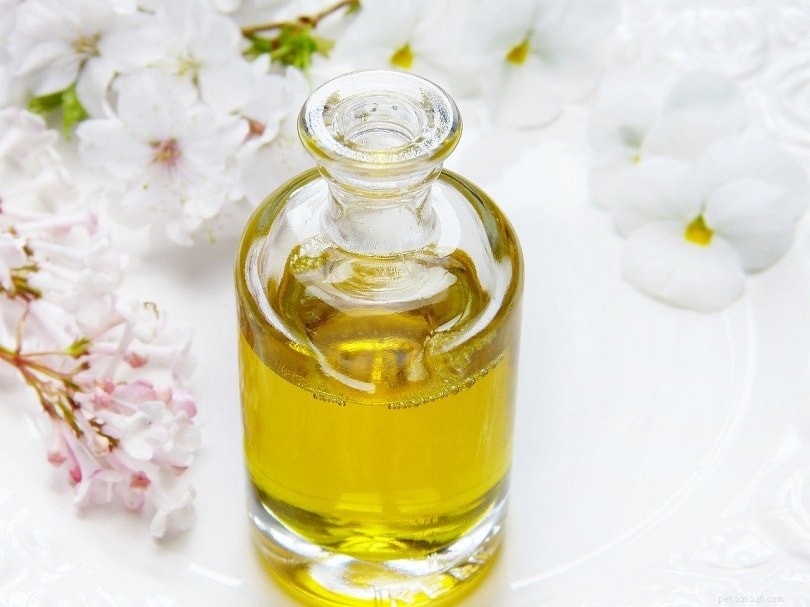 Top 10 Reliable Fat Sources for Optimal Canine Health