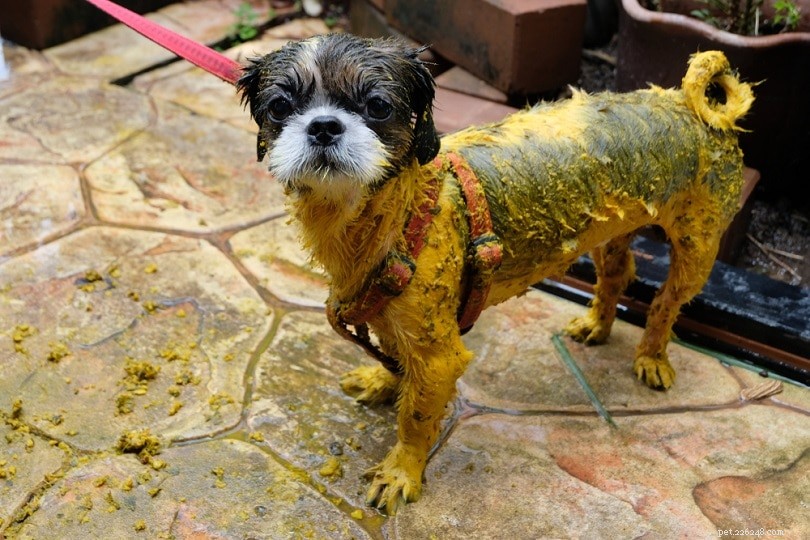 Three Safe & Healthy Turmeric Dog Recipes – Quick & Easy