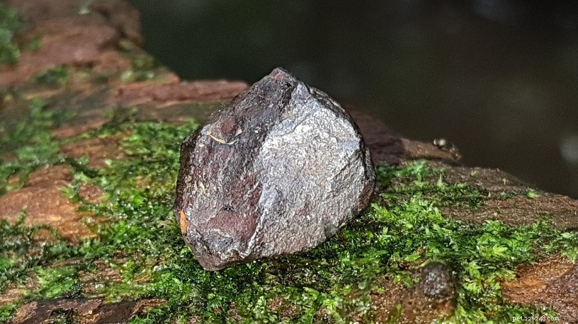 Manganese in a Dog’s Diet: Essential Benefits, Safe Use & Potential Side Effects