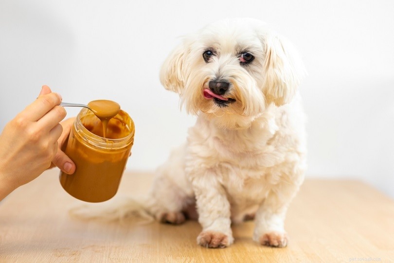 Manganese in a Dog’s Diet: Essential Benefits, Safe Use & Potential Side Effects