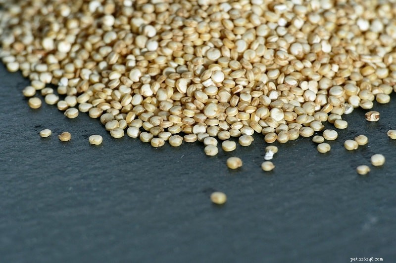 Is Quinoa Safe for Dogs? Benefits & Feeding Guidelines