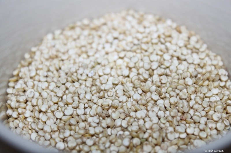 Is Quinoa Safe for Dogs? Benefits & Feeding Guidelines