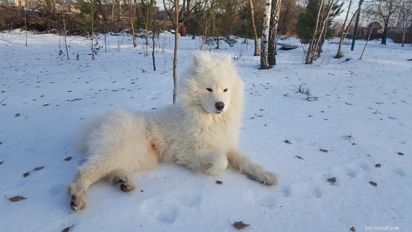 9 Remarkable Russian Dog Breeds – Characteristics & Images