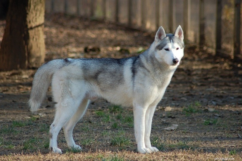 9 Remarkable Russian Dog Breeds – Characteristics & Images