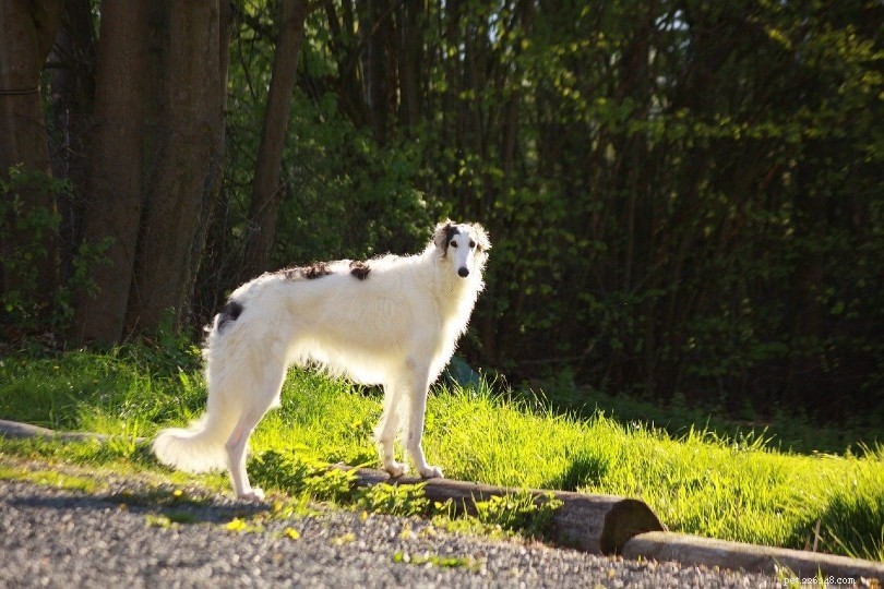 9 Remarkable Russian Dog Breeds – Characteristics & Images