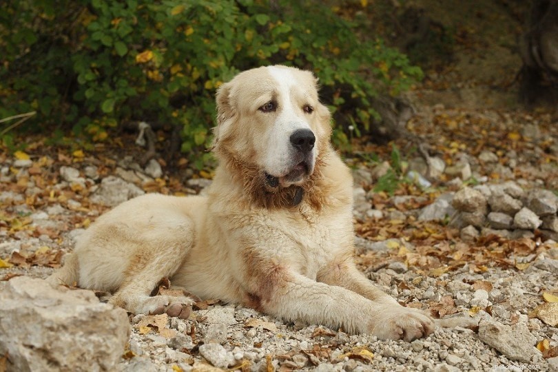 9 Remarkable Russian Dog Breeds – Characteristics & Images