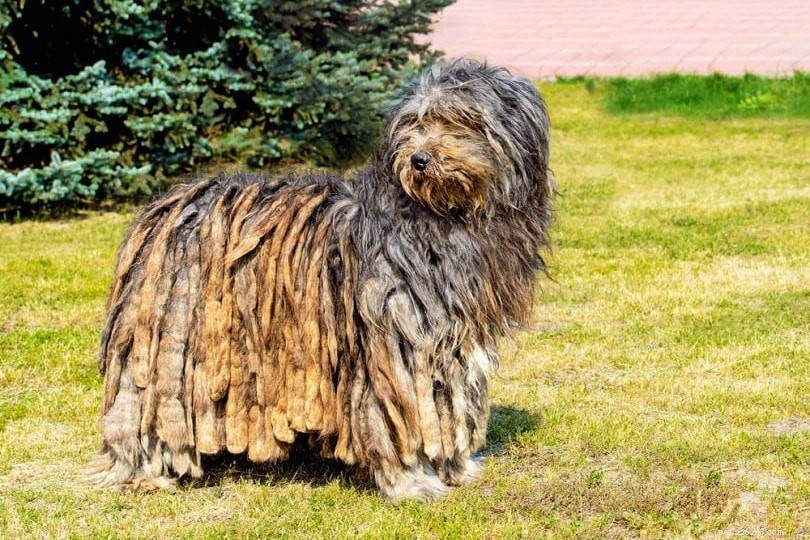 15 Top Shepherd Dog Breeds – Images & Facts