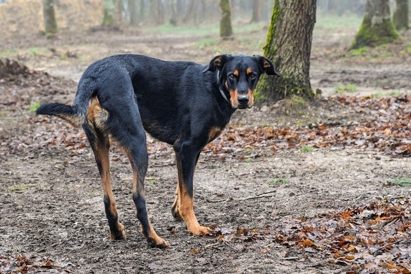 15 Top Shepherd Dog Breeds – Images & Facts