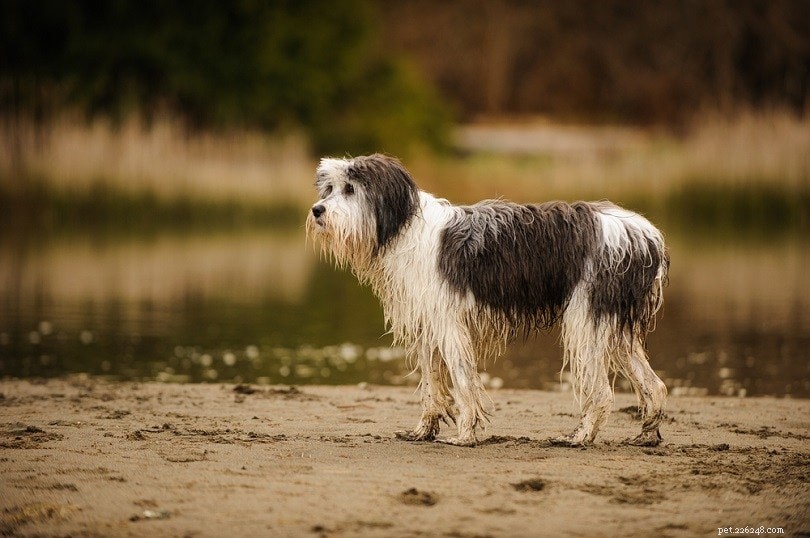 15 Top Shepherd Dog Breeds – Images & Facts