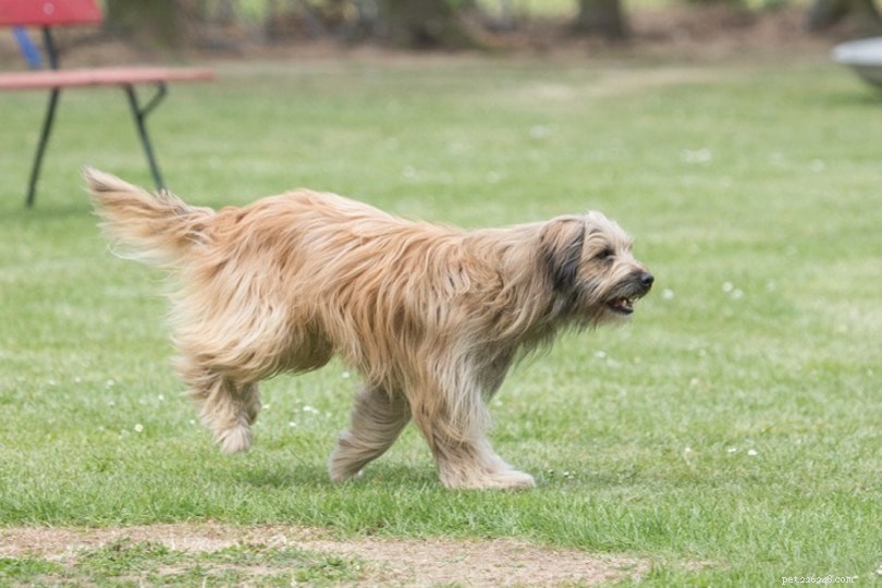 15 Top Shepherd Dog Breeds – Images & Facts