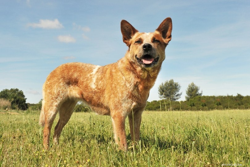 15 Longest‑Lived Dog Breeds of 2024 – Photos & Facts