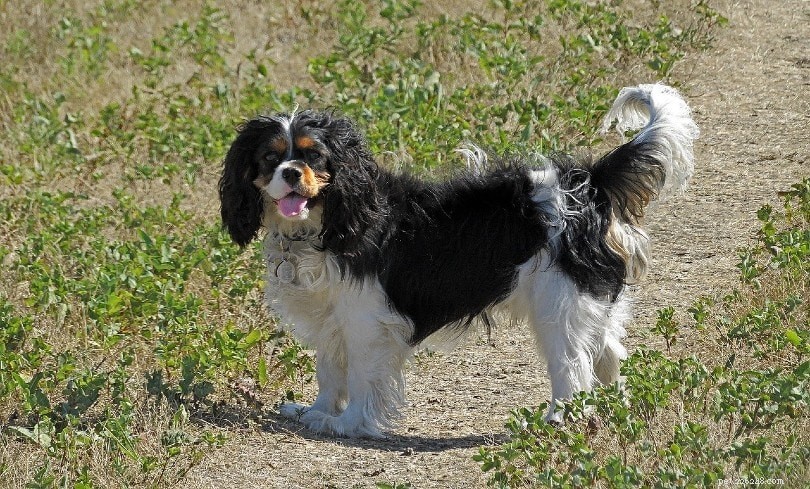 15 Longest‑Lived Dog Breeds of 2024 – Photos & Facts