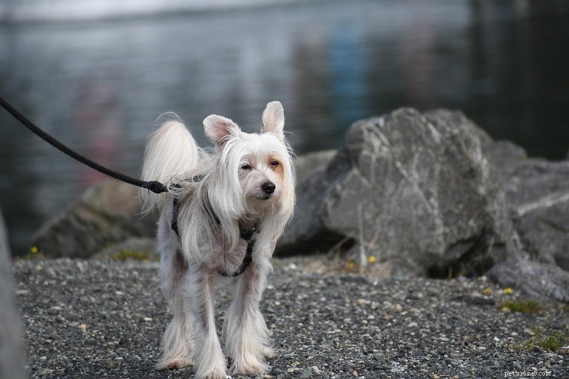 15 Longest‑Lived Dog Breeds of 2024 – Photos & Facts