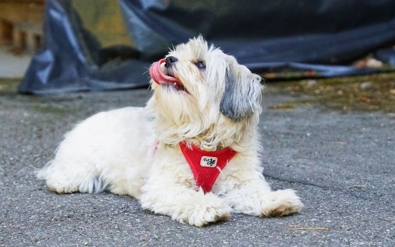 15 Longest‑Lived Dog Breeds of 2024 – Photos & Facts