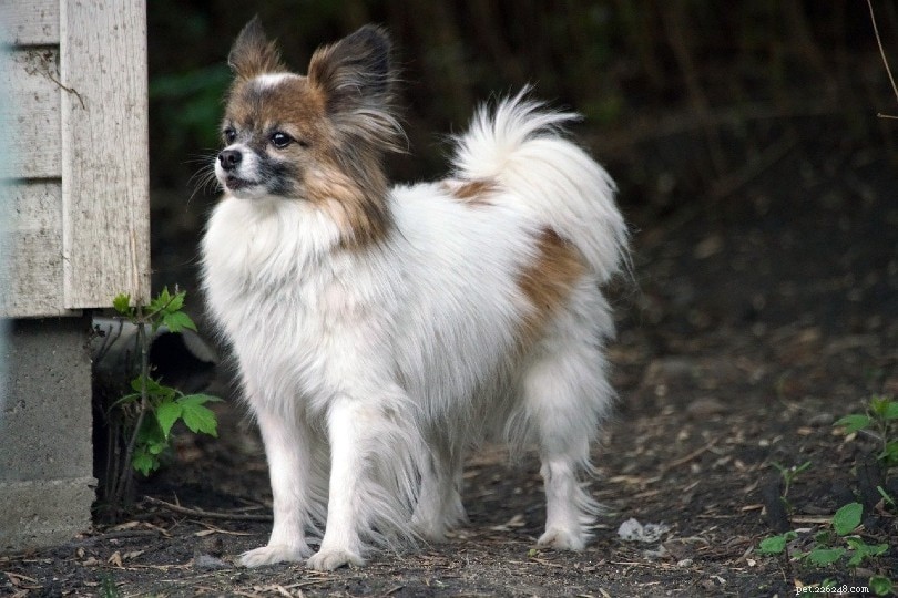 15 Longest‑Lived Dog Breeds of 2024 – Photos & Facts