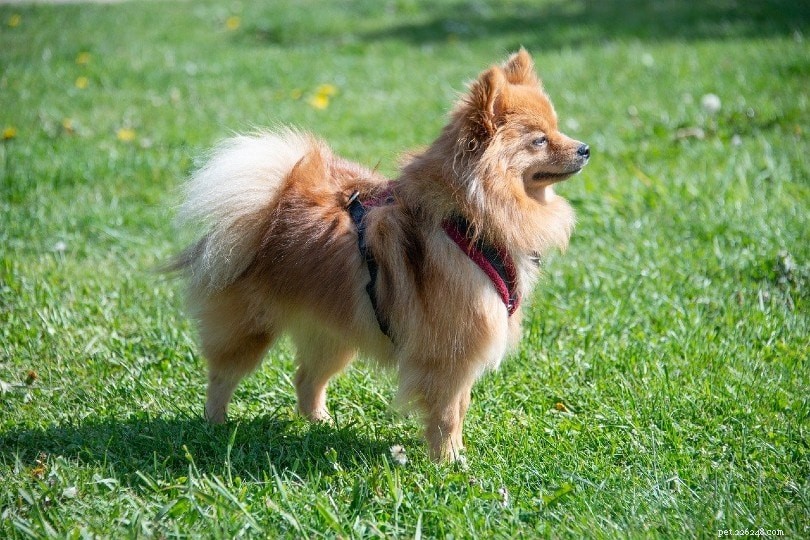 15 Longest‑Lived Dog Breeds of 2024 – Photos & Facts