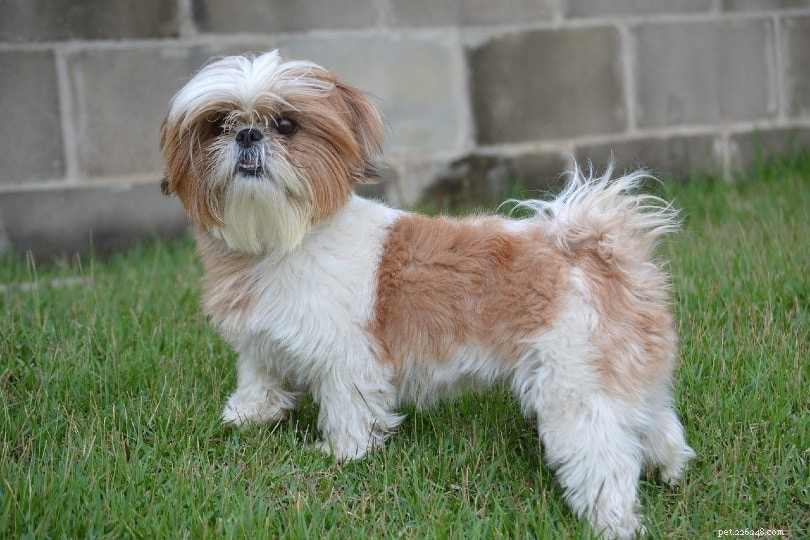 15 Longest‑Lived Dog Breeds of 2024 – Photos & Facts