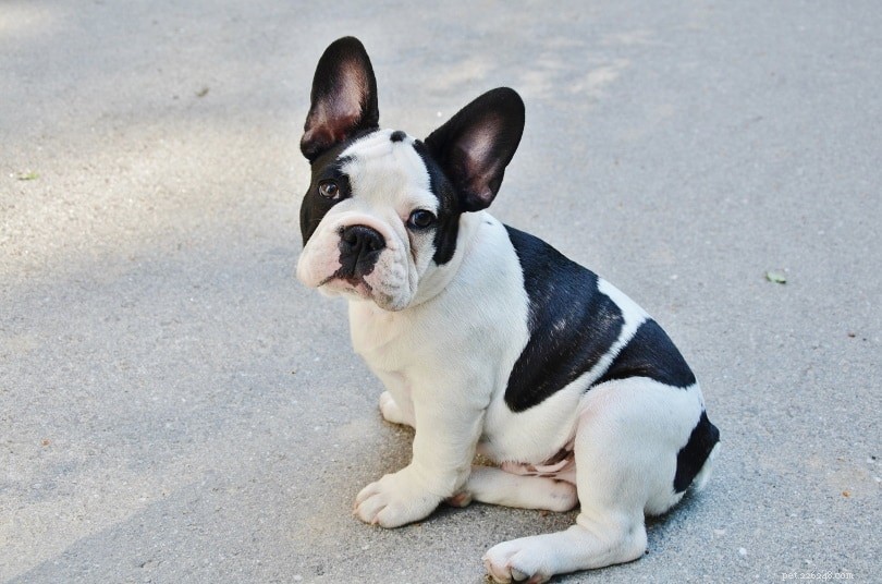 Top 15 Terrier Dog Breeds – Small & Large, Complete Guide with Photos