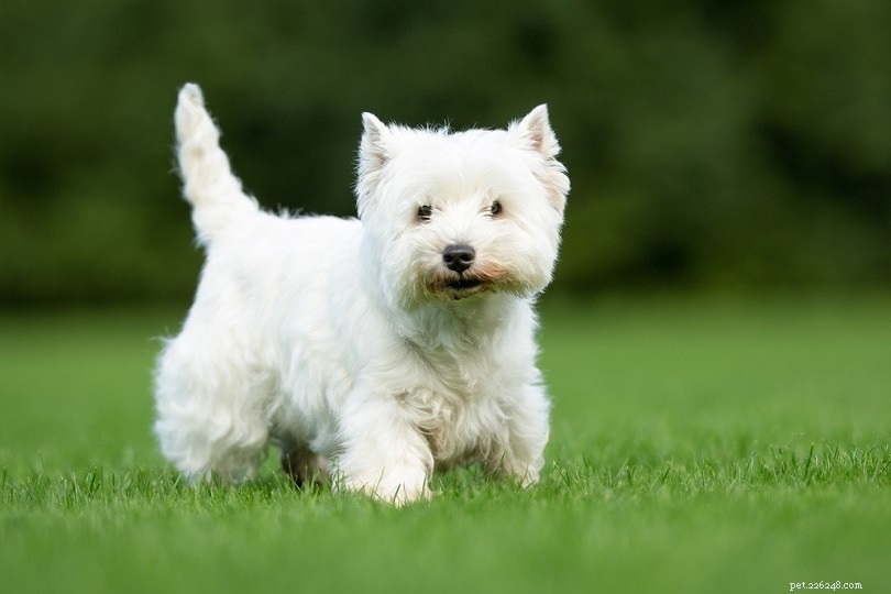 Top 15 Terrier Dog Breeds – Small & Large, Complete Guide with Photos