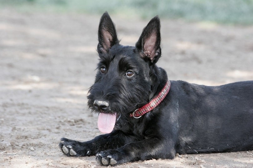 Top 15 Terrier Dog Breeds – Small & Large, Complete Guide with Photos