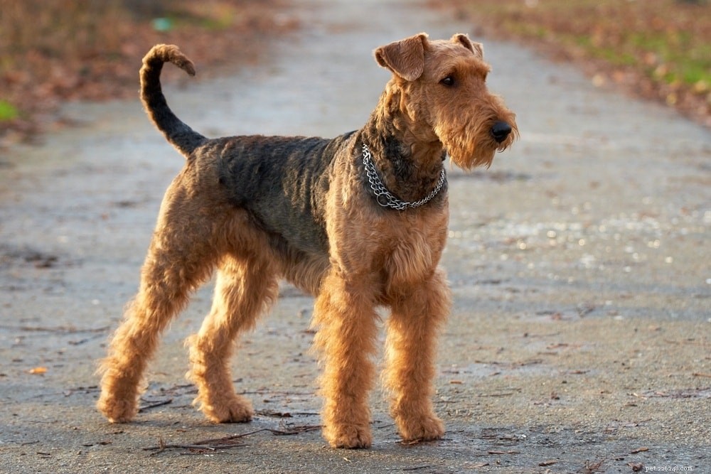 Top 15 Terrier Dog Breeds – Small & Large, Complete Guide with Photos