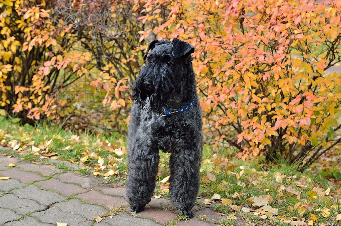 Top 15 Terrier Dog Breeds – Small & Large, Complete Guide with Photos