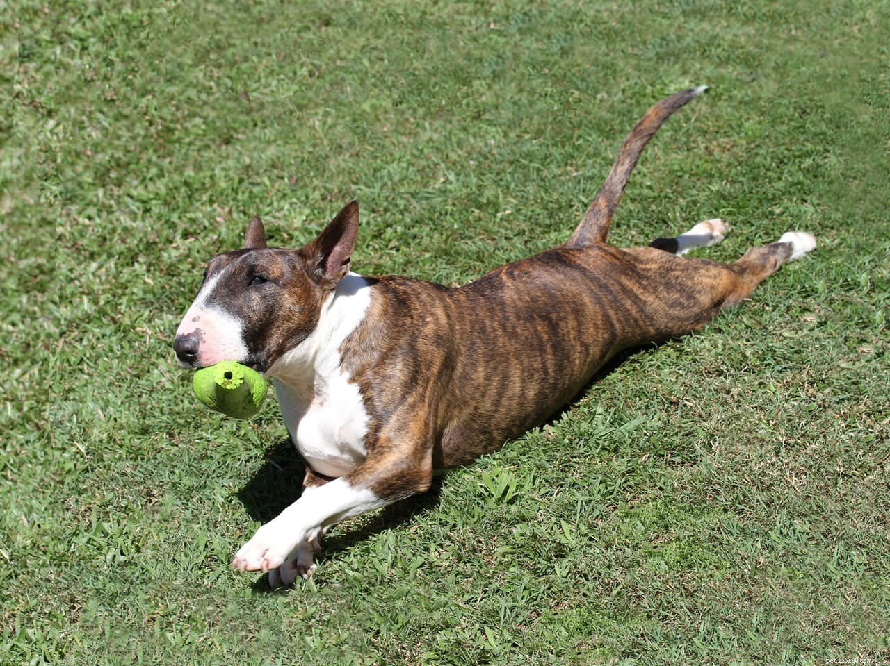 Top 15 Terrier Dog Breeds – Small & Large, Complete Guide with Photos