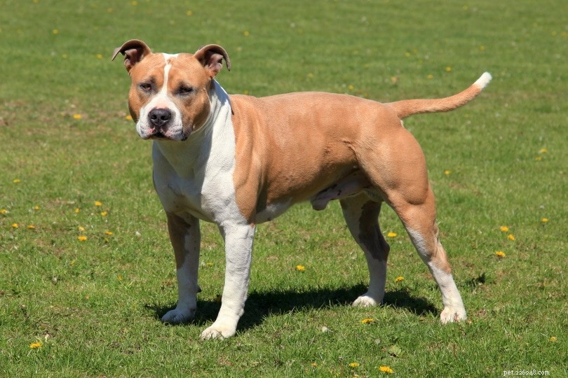 Top 15 Terrier Dog Breeds – Small & Large, Complete Guide with Photos