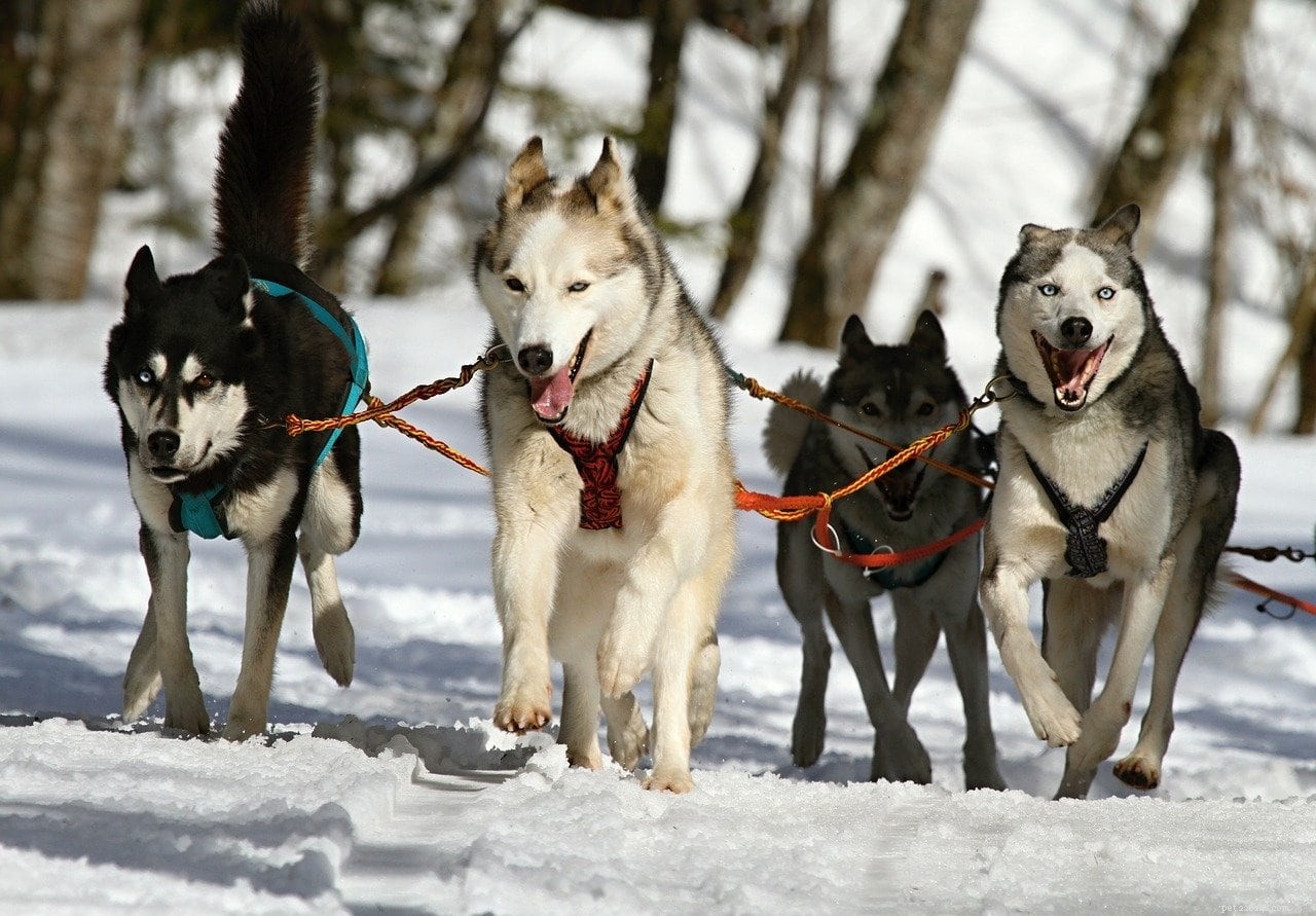 Top 10 Working Dog Breeds: Roles, Traits & Images