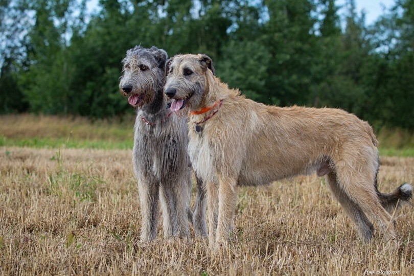 Top 10 Working Dog Breeds: Roles, Traits & Images