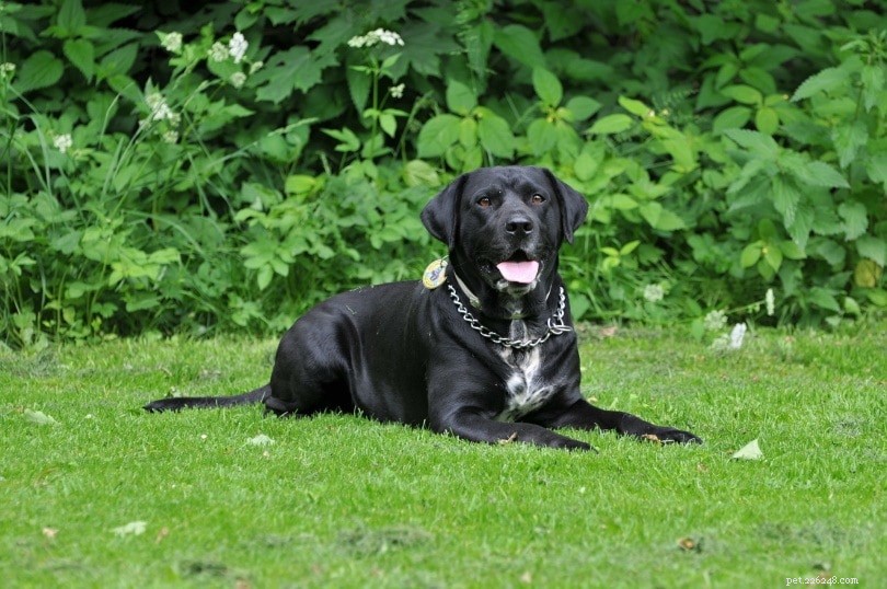 Top 10 Working Dog Breeds: Roles, Traits & Images