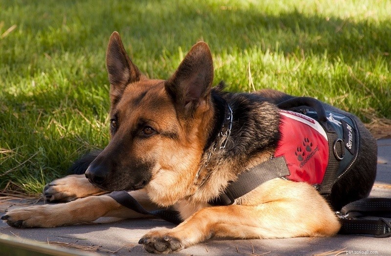 Can Dogs Safely Eat Tomatoes? Key Facts & Feeding Tips