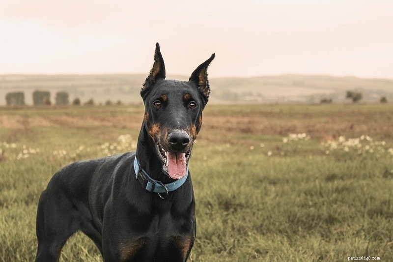 Top 10 Working Dog Breeds: Roles, Traits & Images