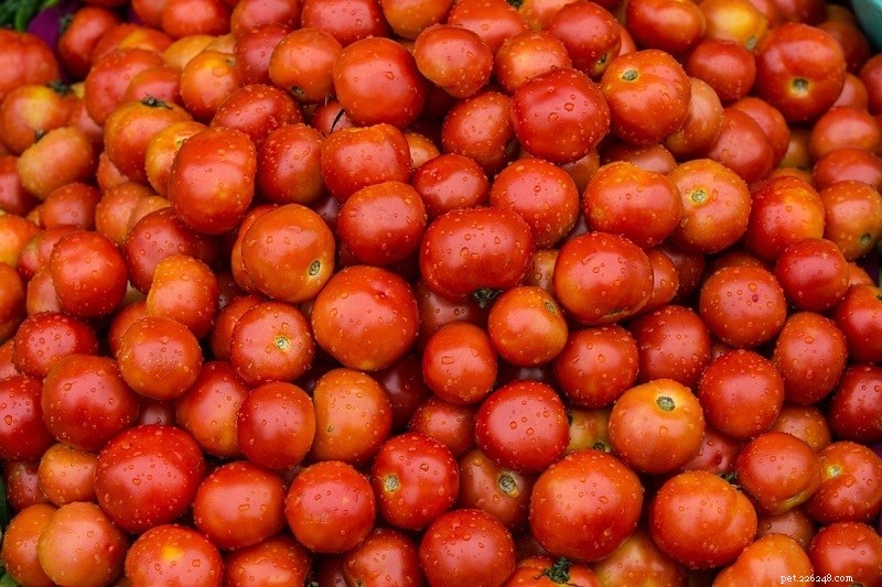 Can Dogs Safely Eat Tomatoes? Key Facts & Feeding Tips