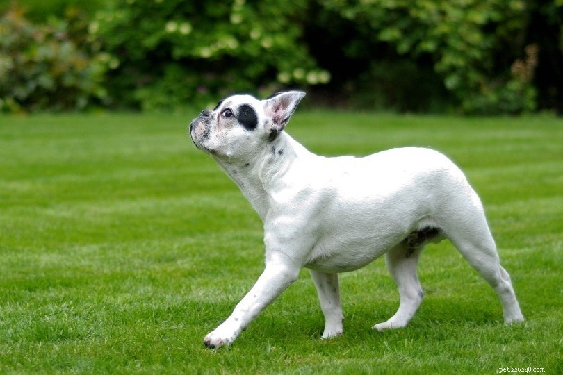 12 Nutritional Foods to Strengthen Your Dog s Joints