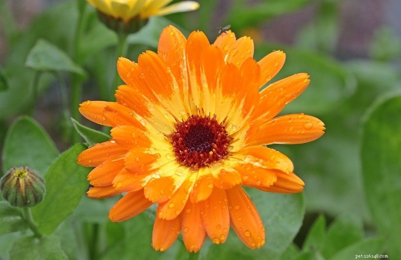 Are Marigolds Safe Around Dogs? Expert Insight