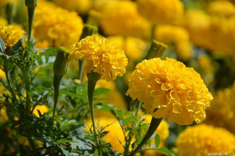 Are Marigolds Safe Around Dogs? Expert Insight