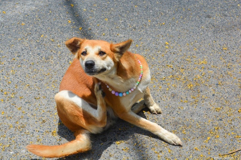 Are Marigolds Safe Around Dogs? Expert Insight