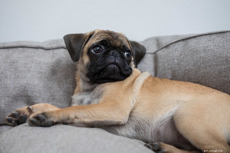 Why Dogs Fear Fireworks: 3 Key Anxiety Triggers Explained