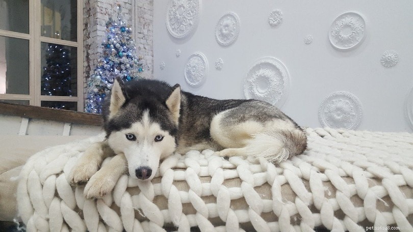 Why Dogs Fear Fireworks: 3 Key Anxiety Triggers Explained
